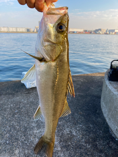 セイゴ（マルスズキ）の釣果