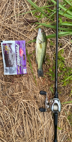 ラージマウスバスの釣果