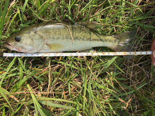 ラージマウスバスの釣果