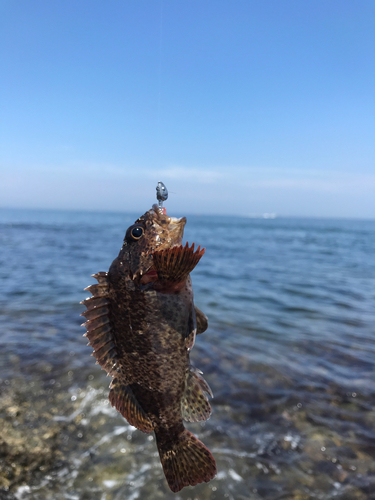 ガシラの釣果