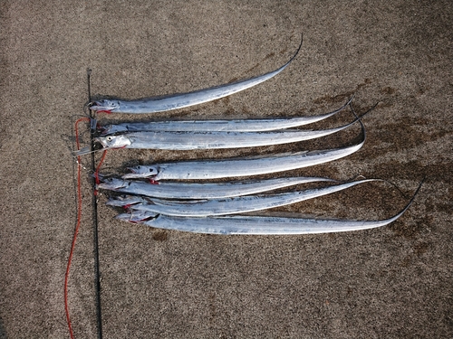 タチウオの釣果