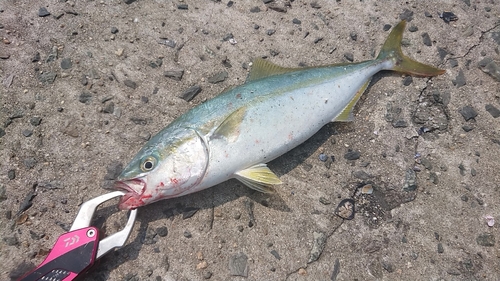 ワカシの釣果