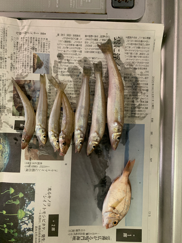 キスの釣果