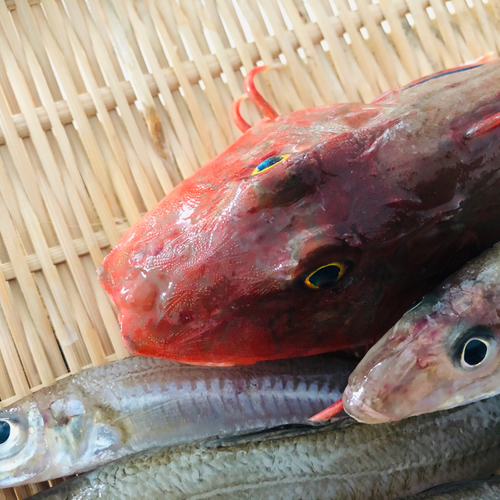 ホウボウの釣果