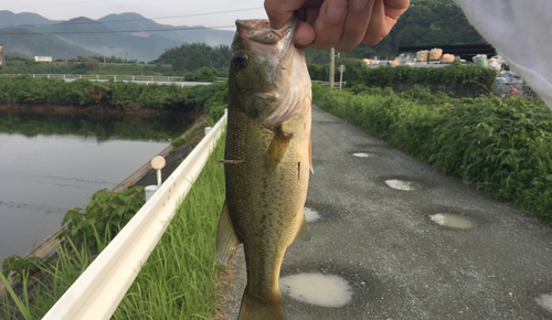 ブラックバスの釣果