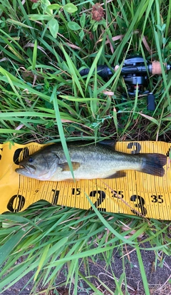 ラージマウスバスの釣果