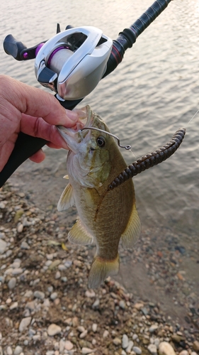 スモールマウスバスの釣果