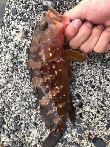 アコウの釣果