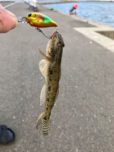 マハゼの釣果