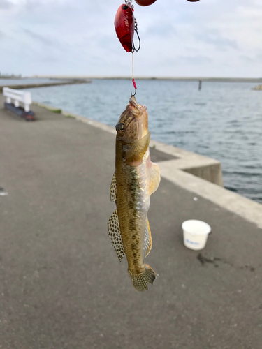 マハゼの釣果