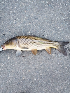 コイの釣果