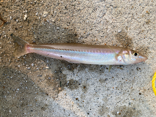 シロギスの釣果