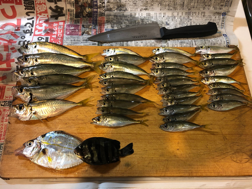 アジの釣果