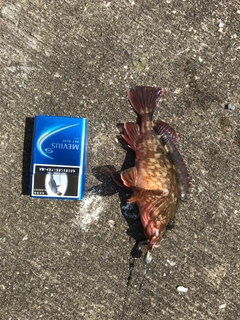カサゴの釣果