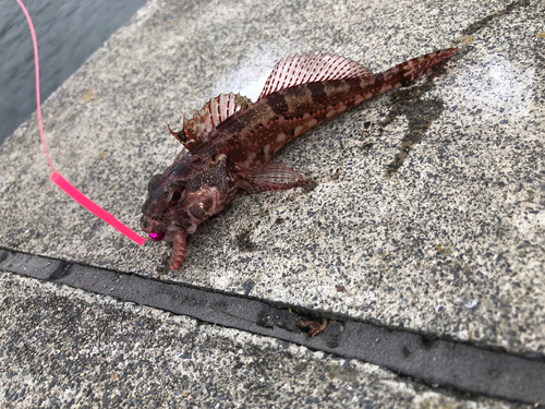 アサヒアナハゼの釣果