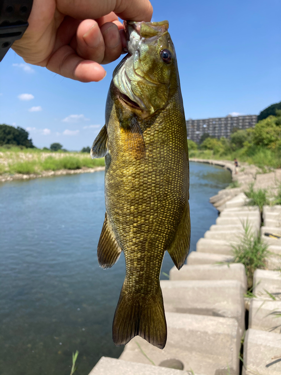 スモールマウスバス