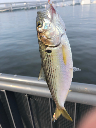 コノシロの釣果