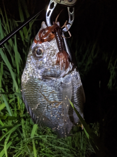 キビレの釣果