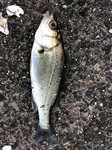 セイゴ（タイリクスズキ）の釣果