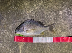 キビレの釣果