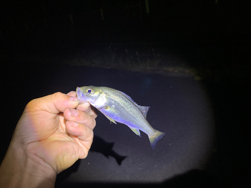 セイゴ（マルスズキ）の釣果