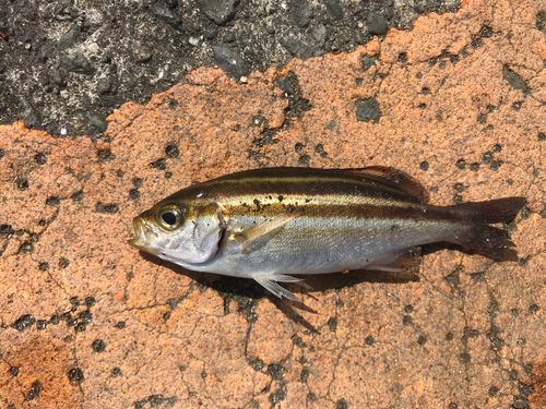 イサキの釣果