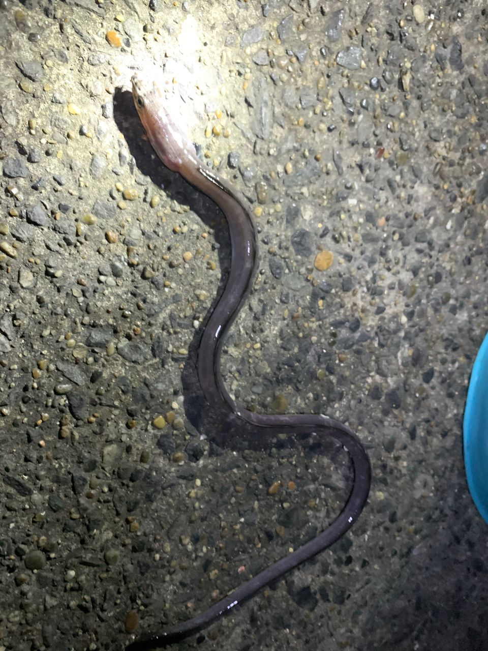 ダイナンウミヘビ