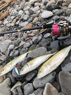 ワカナゴの釣果