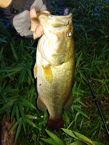 ブラックバスの釣果