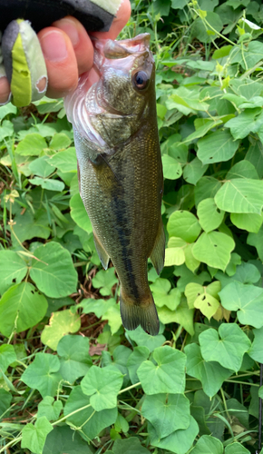 ラージマウスバスの釣果