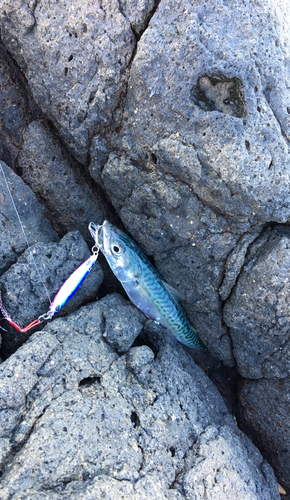 サバの釣果