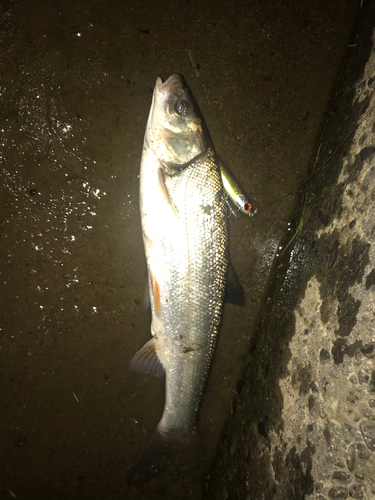 ウグイの釣果