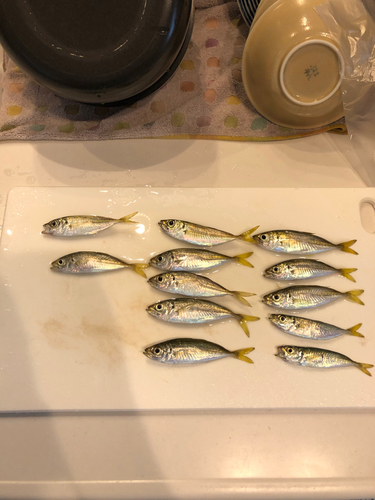 釣果