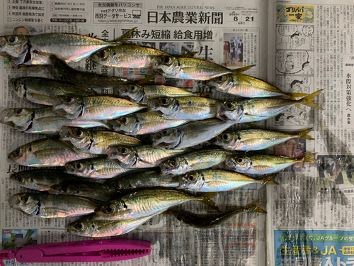 アジの釣果