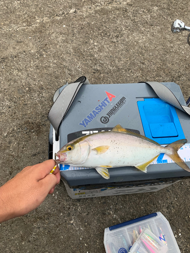 ショゴの釣果