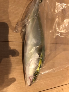 ワカナゴの釣果