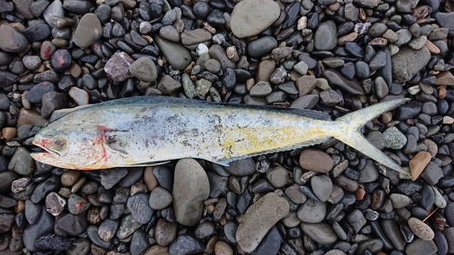 シイラの釣果