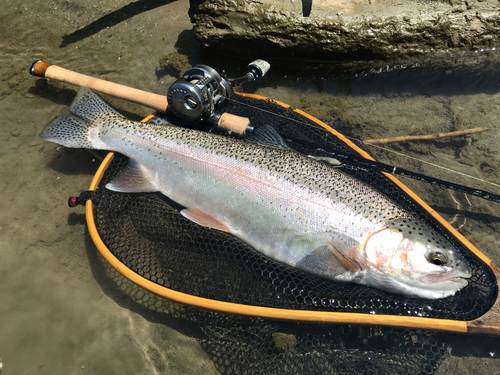 ニジマスの釣果