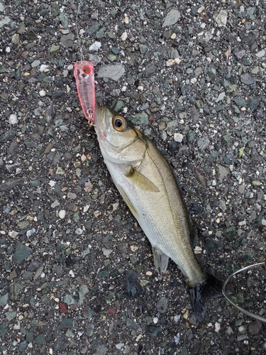 セイゴ（マルスズキ）の釣果