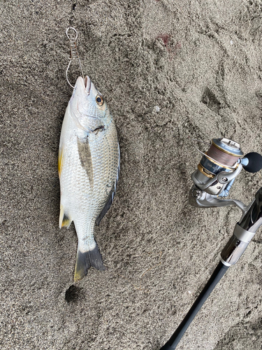 キチヌの釣果