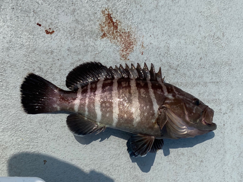 マハタの釣果