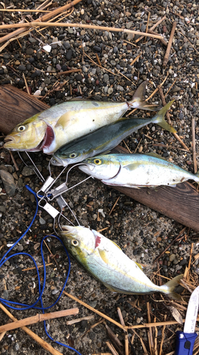 ショゴの釣果