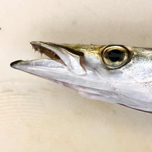 カマスの釣果