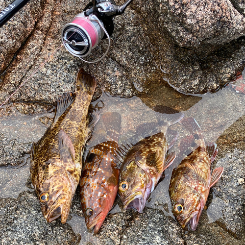 アコウの釣果