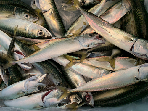 サバの釣果