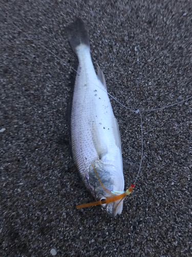 イシモチの釣果