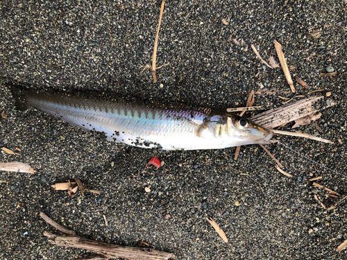 キスの釣果