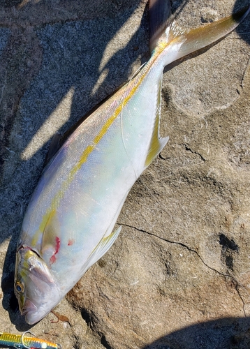 カンパチの釣果