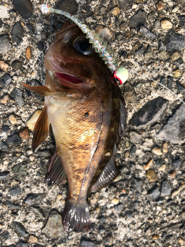 メバルの釣果