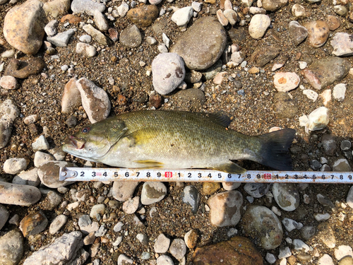 スモールマウスバスの釣果